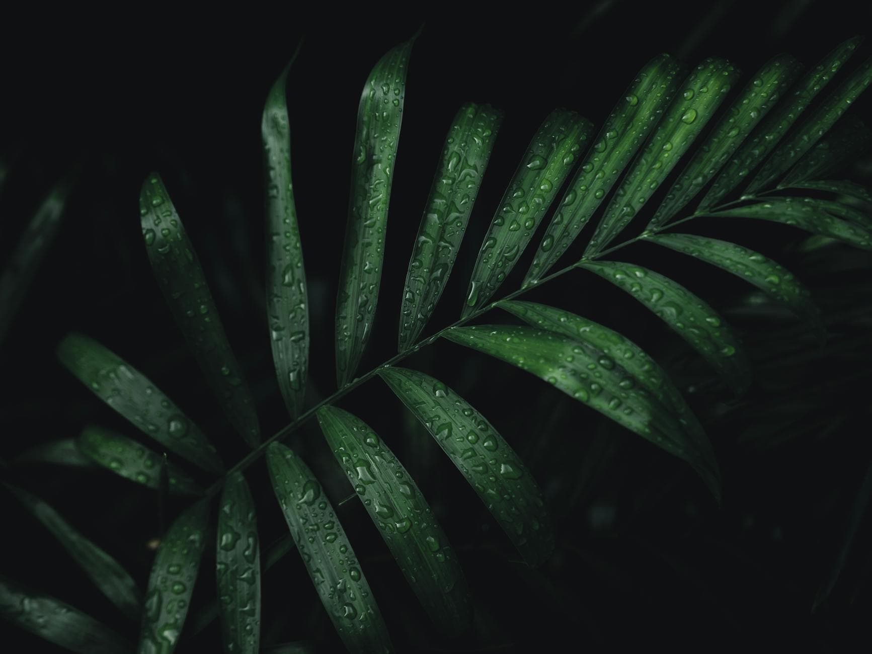 Close-up of a tropical leaf with water droplets in Tulum, Mexico.
