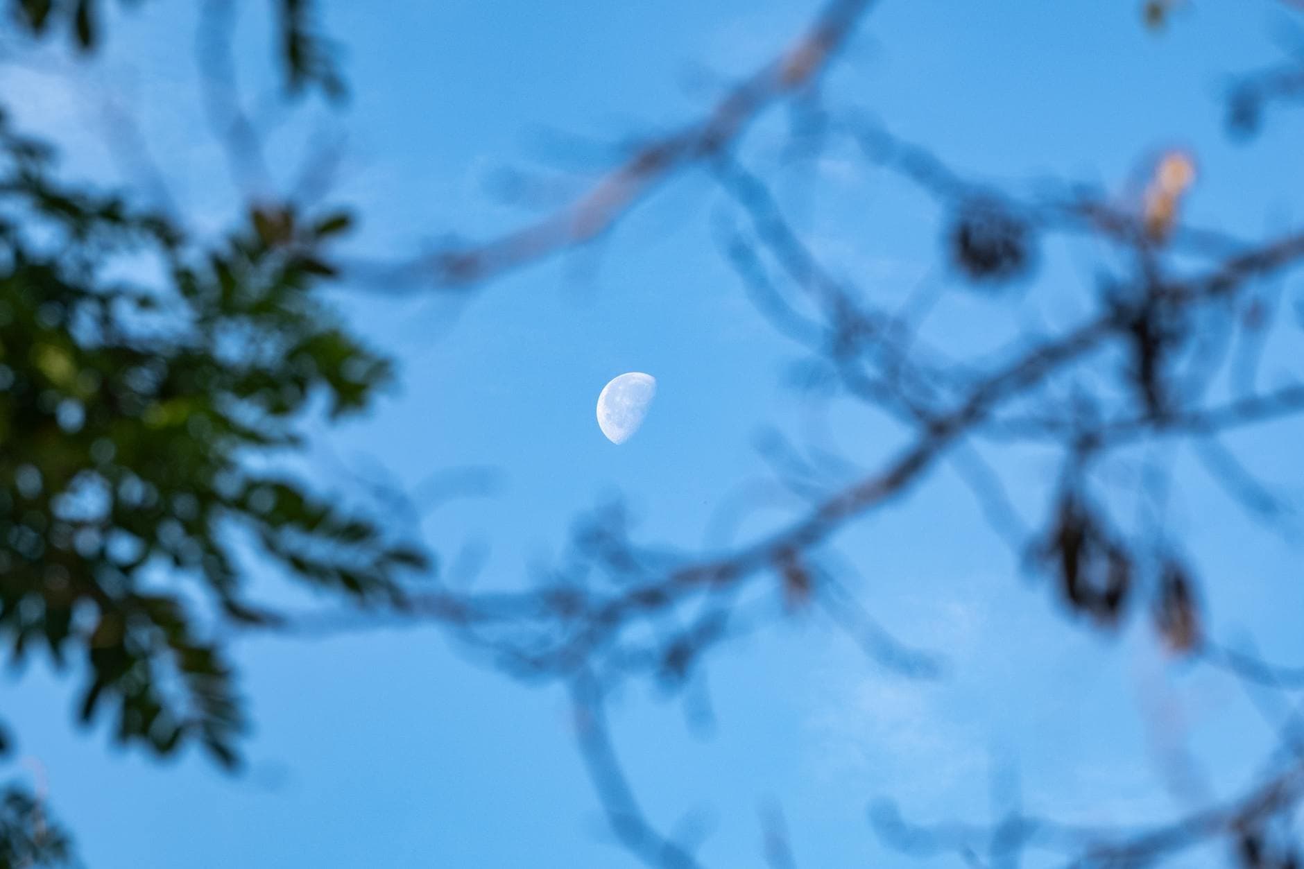A half moon seen through blurred tree branches against a clear blue daytime sky.