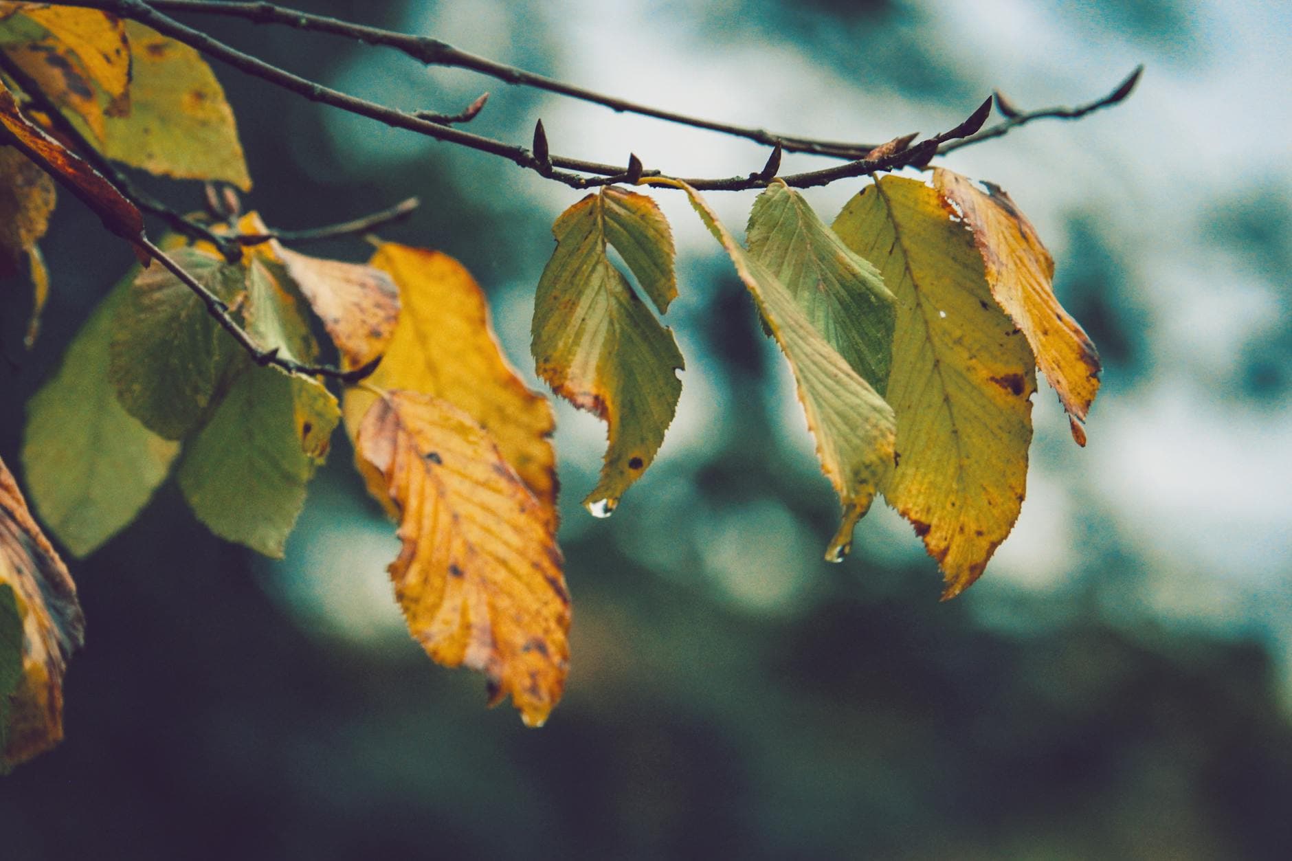 Detailed macro shot of wet autumn leaves with raindrops hanging from a branch.