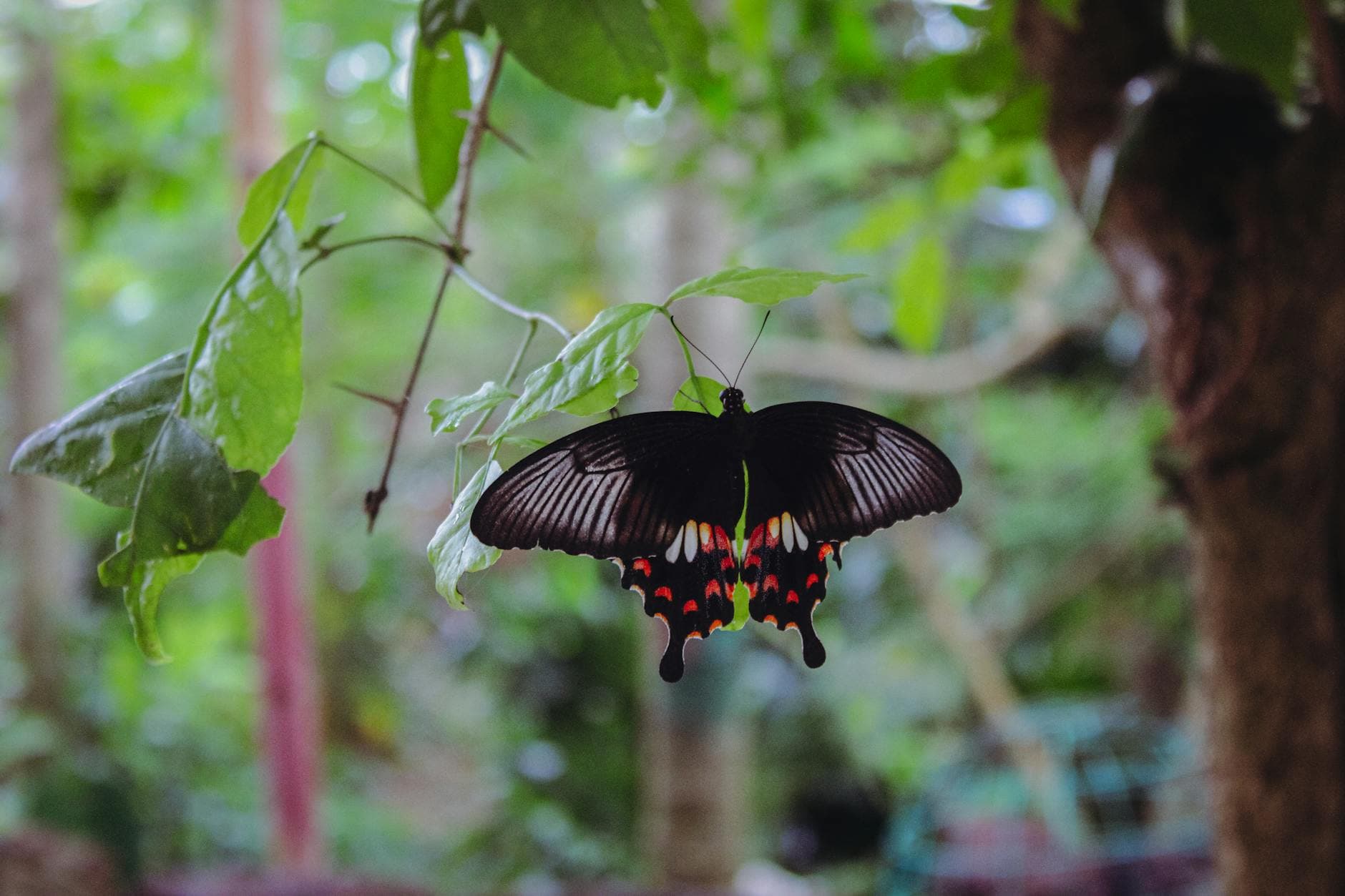 Close-up of a Common Mormon butterfly resting on a green leafy branch in a natural setting.