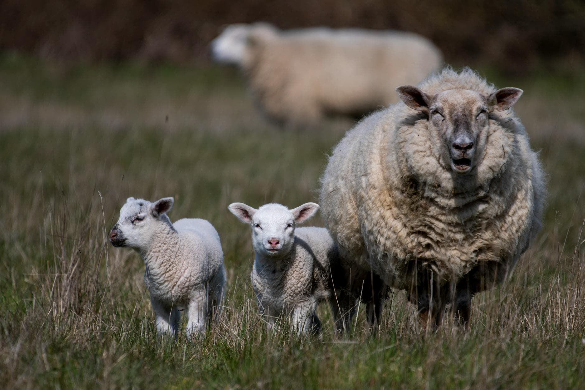 A charming scene of lambs with a sheep in a green meadow in Denmark.