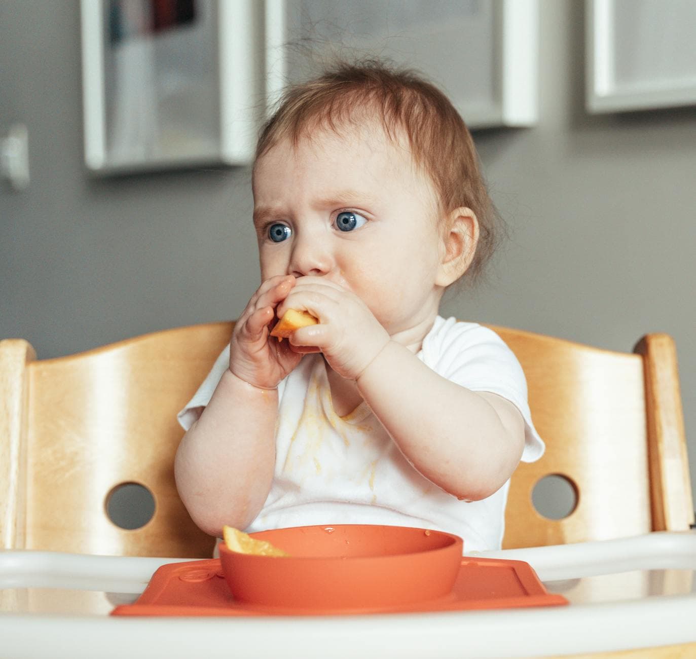 A cute baby in a highchair eating a slice of fruit during their first meal experience.